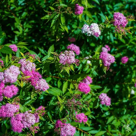 ホリデーパーク Villaggio Ca' Laguna